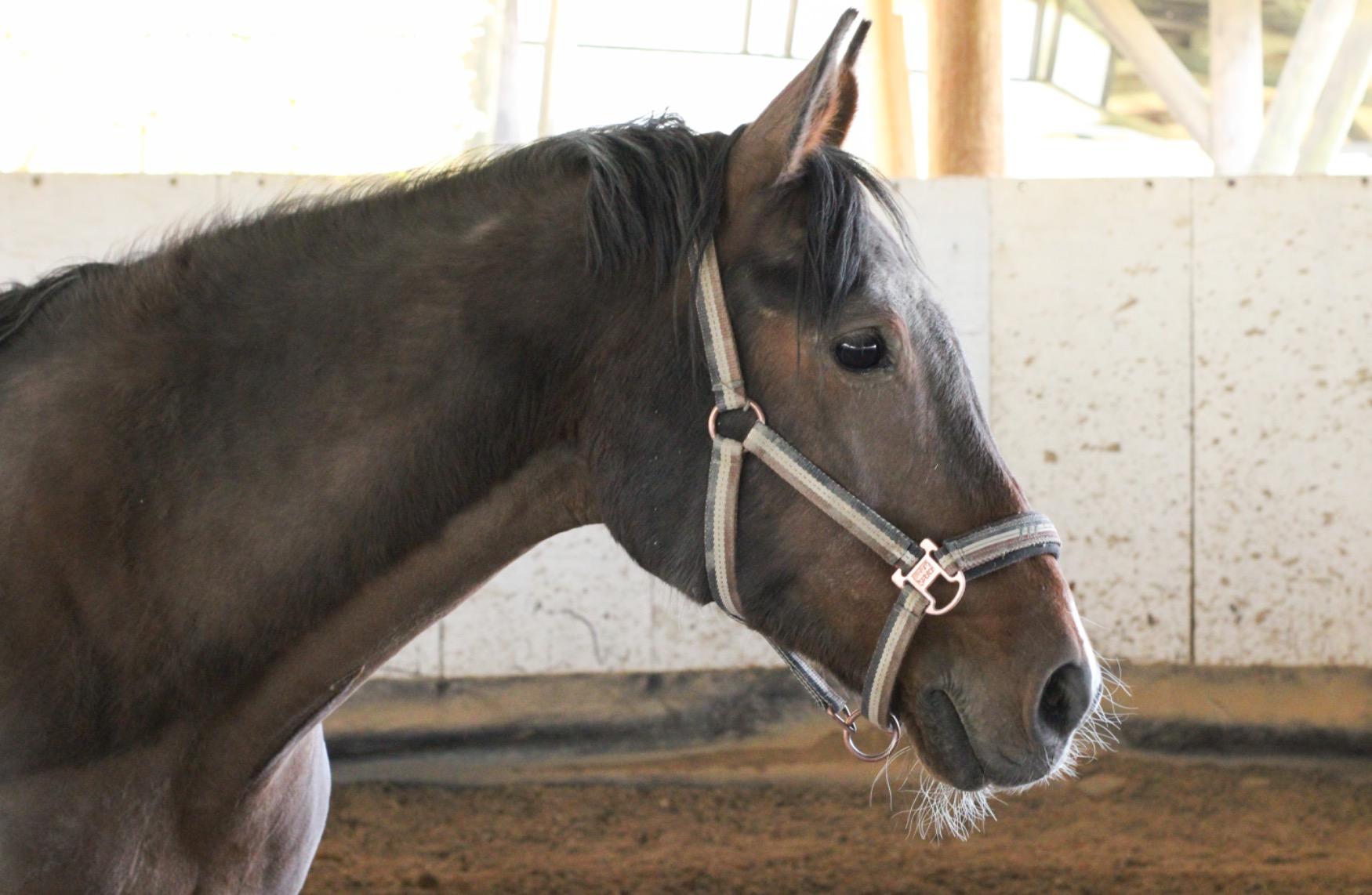 Great lens for beginners